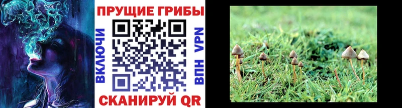 мега зеркало  Тайга  Галлюциногенные грибы Magic Shrooms 